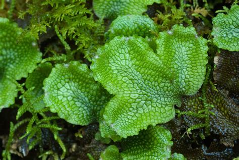 Bryophyte .
